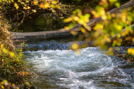 Autumn river creek stream in woods. Forest trees landscape woodland fall.の写真素材