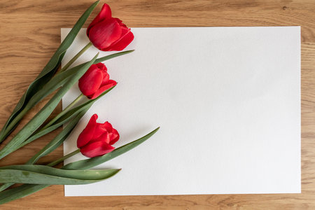 Three red tulips on white background. Spring concepte. Copy space