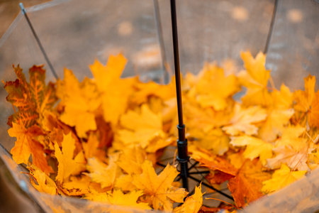 Transparent umbrella with fallen maple leaves in the autumn park.の写真素材