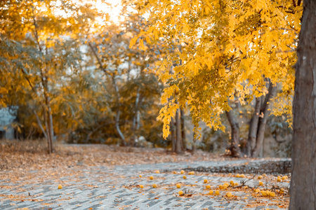 warm peaceful day in the autumn park