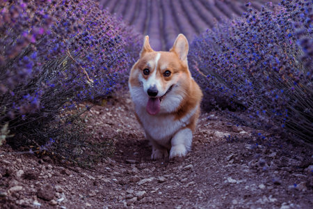 Pembroke Welsh Corgi runs in a large lavender field. Lavender grows in rows.の写真素材