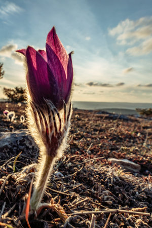 Dream-the beautiful grass Pulsatilla patens blooms in the spring in the mountains. The golden hue of...