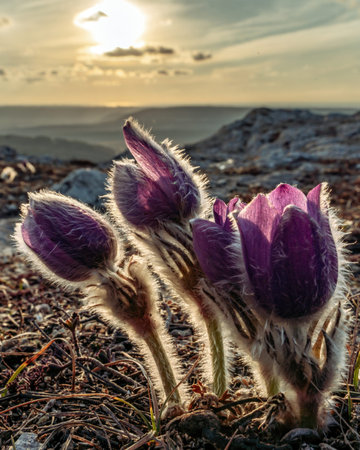 Dream-the beautiful grass Pulsatilla patens blooms in the spring in the mountains. The golden hue of...