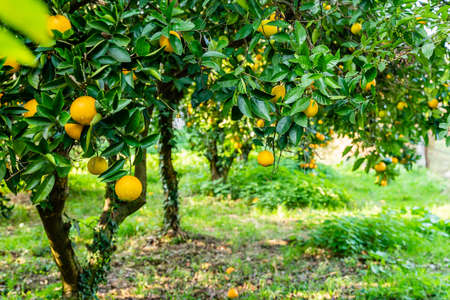 Spectacular view of the Orange Garden, summer background. Farming content. A picturesque day and a gorgeous scene. Wonderful wallpaper image. Discover the beauty of the worldの写真素材