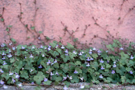 Green vines on pink painted concrete wall background textureの写真素材