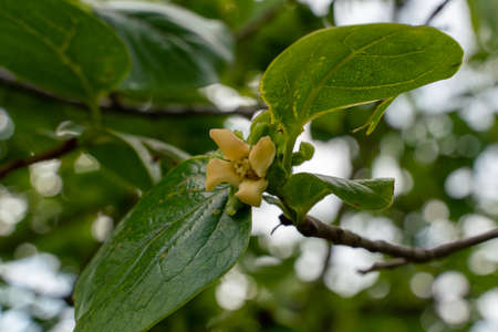 flowers of the persimmon tree are in bloom in Japan.の写真素材