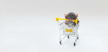 Banner gray funny rat Dumbo in a basket on a white background. She has black eyes and big ears. The concept of pets, for pet stores, pet supplies.の写真素材