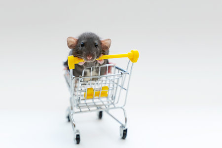 Gray funny rat Dumbo in a shopping cart on a white background. She has black eyes and large ears. The concept of pets, for pet stores, pet supplies.