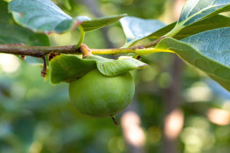 Persimmon,A green Persimmon trees,Ripening persimmon on the persimmon tree.の写真素材