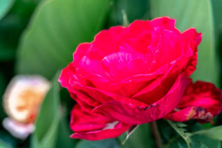 Pink rose flower with green leaves in the garden.の写真素材