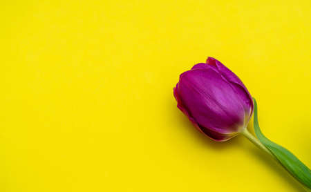 Mothers Day background. View from above. Beautiful bouquet of purple tulips on a yellow background.の写真素材