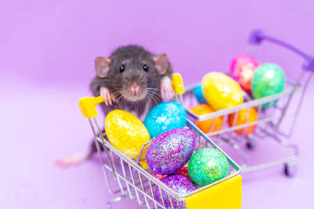 Happy Easter background. Easter eggs are colorful in a shopping basket on purple paper. Dumbo rat stands on its hind legs and leans on a basket. Holiday concept. Copy space for text.の写真素材