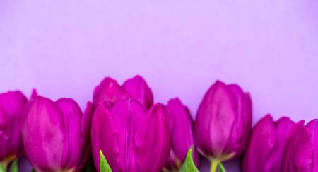 mothers day background. view from above. Beautiful bouquet of purple tulips on a purple background.の写真素材