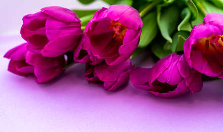 mothers day background. view from above. Beautiful bouquet of purple tulips on a purple background.の写真素材