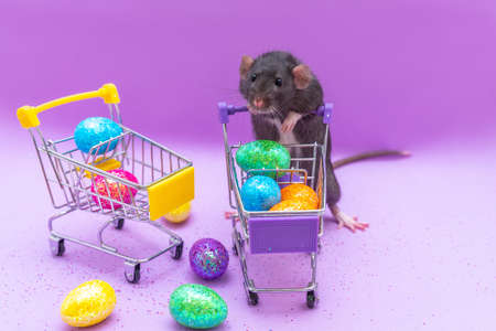 Happy Easter background. Easter eggs are colorful in a shopping basket on purple paper. Dumbo rat stands on its hind legs and leans on a basket. Holiday concept. Copy space for text.の写真素材