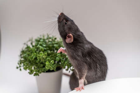 Domestic black dumbo rat sits and eats food on a spruce background. The concept of pets.の写真素材