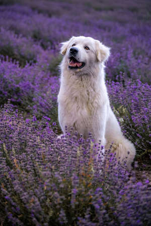 Large white dog in a lavender field in Provence, Franceの写真素材