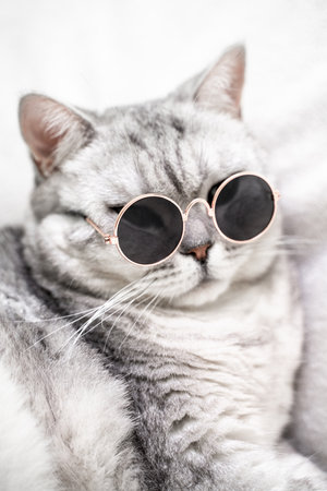 scottish straight cat in glasses, on a white background. Pets.の写真素材