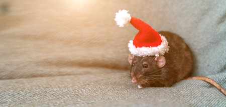 Rat Santa hat. Symbol of the Chinese New Year. Funny black rat Dumbo in a red santa checker on a green background.の写真素材