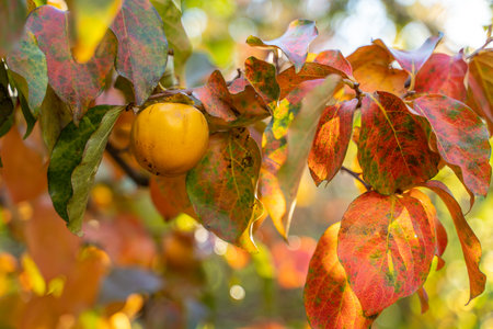 Persimmon ripe fruit garden. Tree branches with ripe persimmon fruits on a sunny dayの写真素材