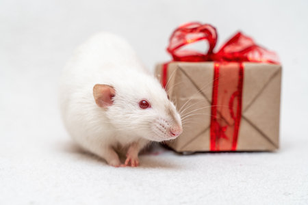 White rat gift. The rat sits on a white carpet with a gift box with a red ribbon.の写真素材