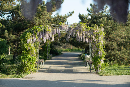 Close up view of beautiful purple wisteria blossoms hanging down from a trellis in a garden with...