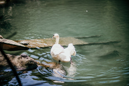 swan on blue lake water in sunny day, swans on pond, nature series.の写真素材