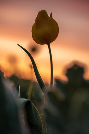 Wild tulip flowers at sunset, natural seasonal background. Multi-colored tulips Tulipa schrenkii in their natural habitat, listed in the Red Book.の写真素材