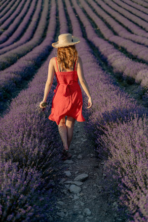 Woman field lavender. In a red dress and hat, she walks through a lavender field in her hands, holding a bouquet of lavender.の写真素材