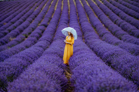A middle-aged woman in a lavender field walks under an umbrella on a rainy day and enjoys aromatherapy. Aromatherapy concept, lavender oil, photo session in lavenderの写真素材