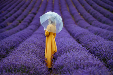 A middle-aged woman in a lavender field walks under an umbrella on a rainy day and enjoys aromatherapy. Aromatherapy concept, lavender oil, photo session in lavenderの写真素材