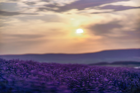Blooming lavender in a field at sunset in Provence. Fantastic summer mood, floral sunset landscape of meadow lavender flowers. Peaceful bright and relaxing nature scenery.の写真素材