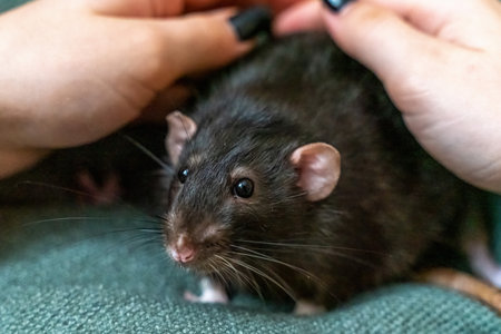 Black domestic rat Dumbo in female hands.の写真素材