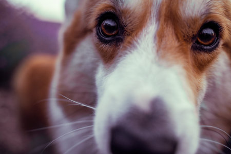 Closeup of dogs nose and snout in focusの写真素材
