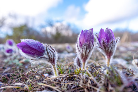 Dream grass is the most beautiful spring flower. Pulsatilla blooms in early spring in forests and mountains. Purple pulsatilla flowers close up in the snowの写真素材