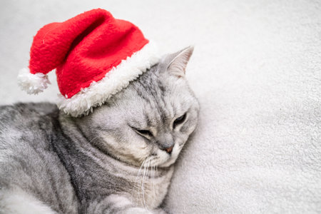 Scottish straight Christmas cat in a red santa hat sleeps on a white blanket. Pets, Christmas stories with pets.の写真素材