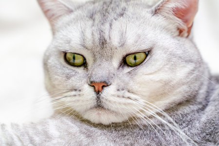 Close-up of a cats muzzle. Scottish cat with green eyes.の写真素材