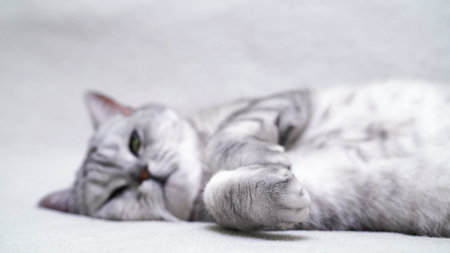 Scottish straight cat lies on his back. Cat upside down. Close up white cat face.の写真素材