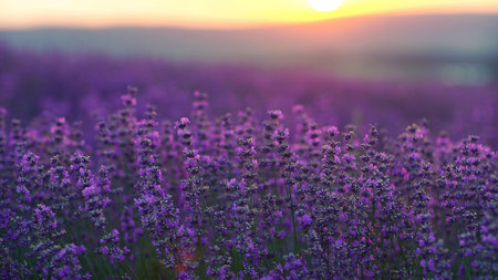 Lavender field at sunset. Blooming purple fragrant lavender flowers against the backdrop of a sunset skyの写真素材