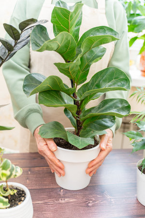 Home gardening, ficus lyrata hobby, freelancing, cozy workplace. Grandmother gardener housewife in an apron holds a pot of ficus lyrata in her handsの写真素材