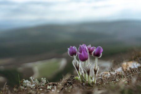 Dream grass spring flower. Pulsatilla blooms in early spring in forests and mountains. Purple...