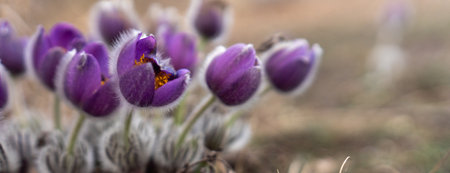 Dream grass spring flower. Pulsatilla blooms in early spring in forests and mountains. Purple pulsatilla flowers close up in the snowの写真素材
