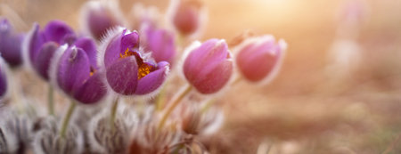 Dream grass spring flower. Pulsatilla blooms in early spring in forests and mountains. Purple pulsatilla flowers close up in the snowの写真素材