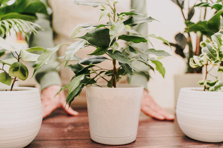 Home gardening, hobby, freelancing, cozy workplace. Grandmother gardener housewife in an apron holds a pot of ficus benjamin in her handsの写真素材