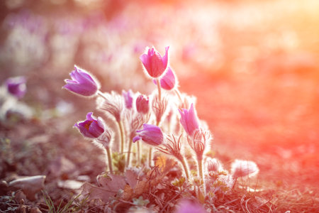 Dream-the beautiful grass Pulsatilla patens blooms in the spring in the mountains. The golden hue of the setting sun. Atmospheric spring backgroundの写真素材