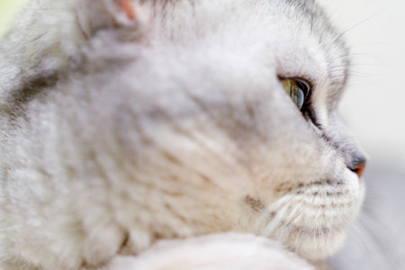 Close-up of a cats muzzle. Scottish cat with green eyes.の写真素材