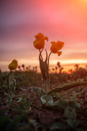 Wild tulip flowers at sunset, natural seasonal background. Multiの写真素材