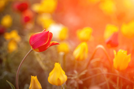 Wild tulip flowers at sunset, natural seasonal background. Multiの写真素材