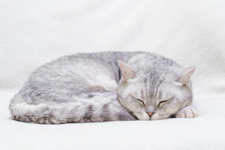 scottish straight cat is sleeping. Close-up of the muzzle of a sleeping cat with closed eyes. Against the backdrop of a light blanket. Favorite pets, cat food.の写真素材