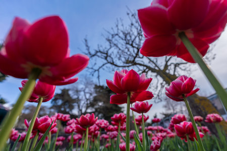 Tulips in a flower bed, pink blooming flowers against the sky and trees, spring flowers.の写真素材